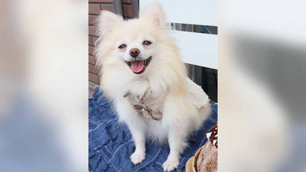 グランツを継続しているお客様の写真。ポメラニアンのひめちゃん（5歳）