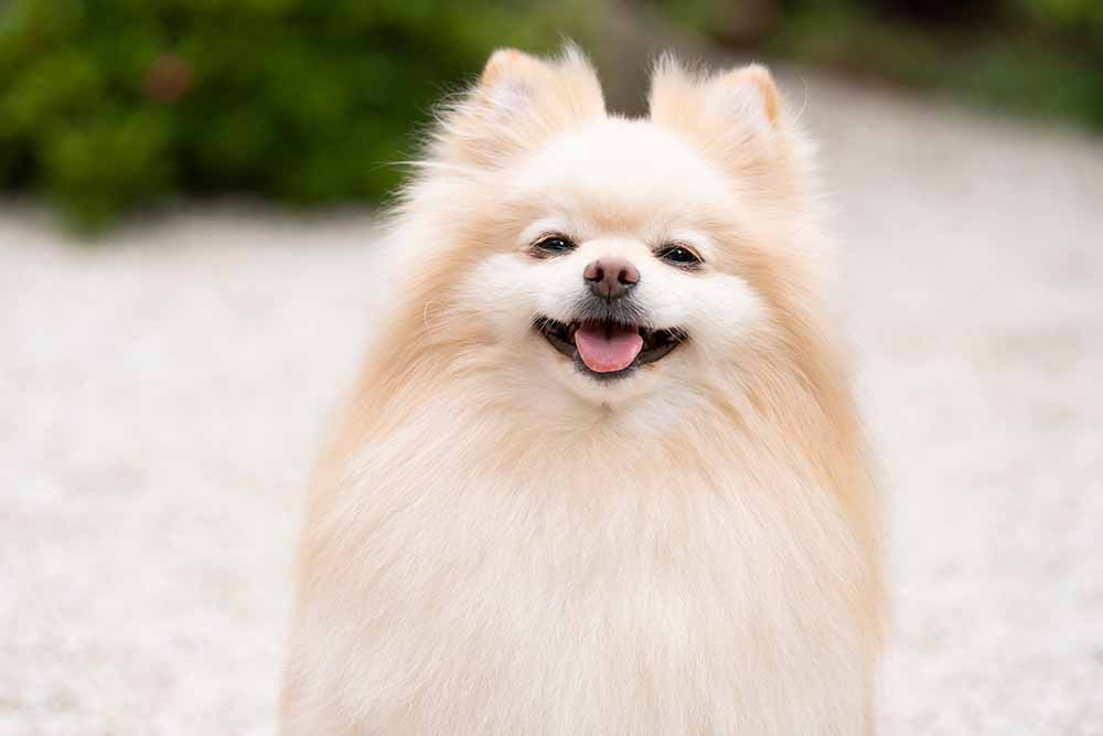 屋外で明るい表情を浮かべる、毛並みのきれいなクリーム色のポメラニアン