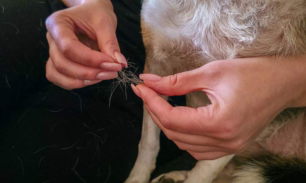 犬の抜け毛を指でつまむ様子。アレルギーの原因が毛そのものではなくタンパク質であることを説明するイメージ図。