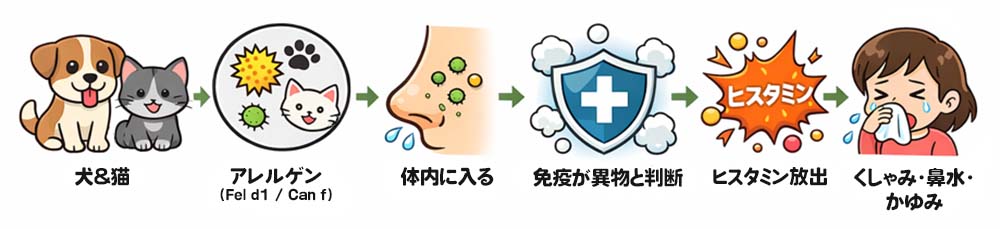 犬猫から出たアレルゲンが体内に入り、免疫が異物と判断しヒスタミンが放出されて症状が出るまでの仕組みを示すイラスト図解。
