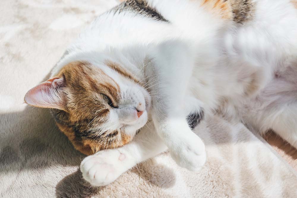 室内で仰向けに寝転ぶ三毛猫。猫特有のアレルゲンFel d 1の性質を解説するセクションのイメージ。