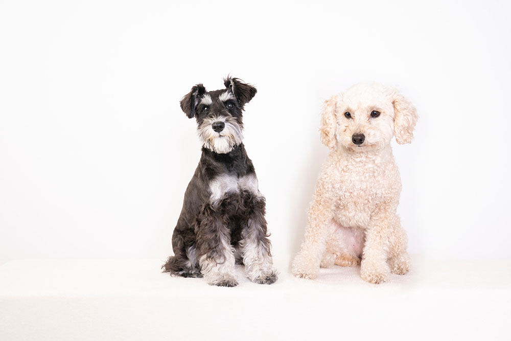 並んで座るシュナウザーとプードル。抜け毛が少なく、アレルゲンが広がりにくいとされる犬種の例。