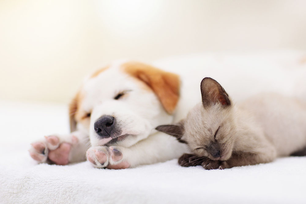 仲良く眠る子犬と子猫。アレルギーと上手に向き合い、ペットと幸せに暮らすための結びのイメージ。