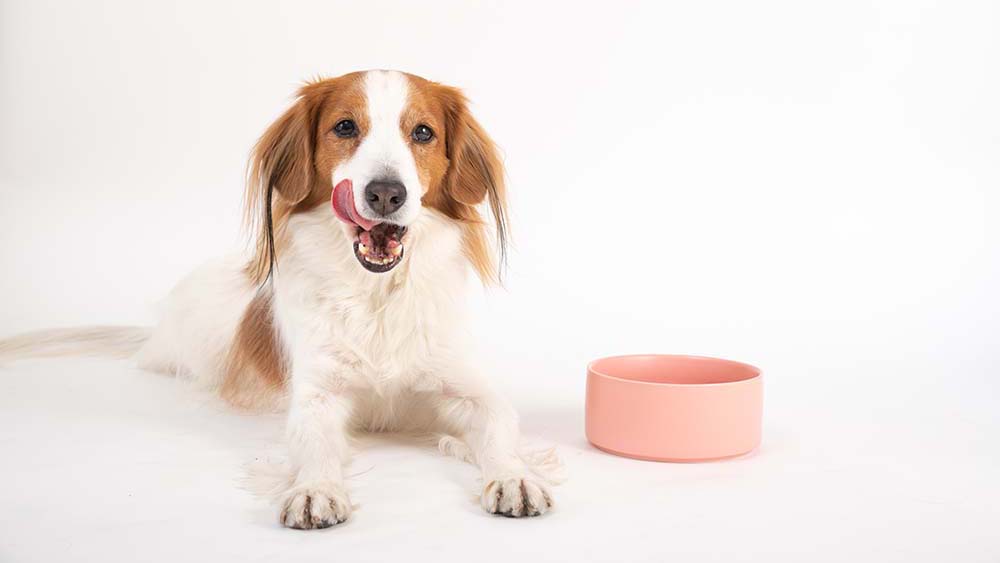 関連記事「愛犬の体をつくる“2つの柱” 高タンパク×グレインフリー」のサムネイル