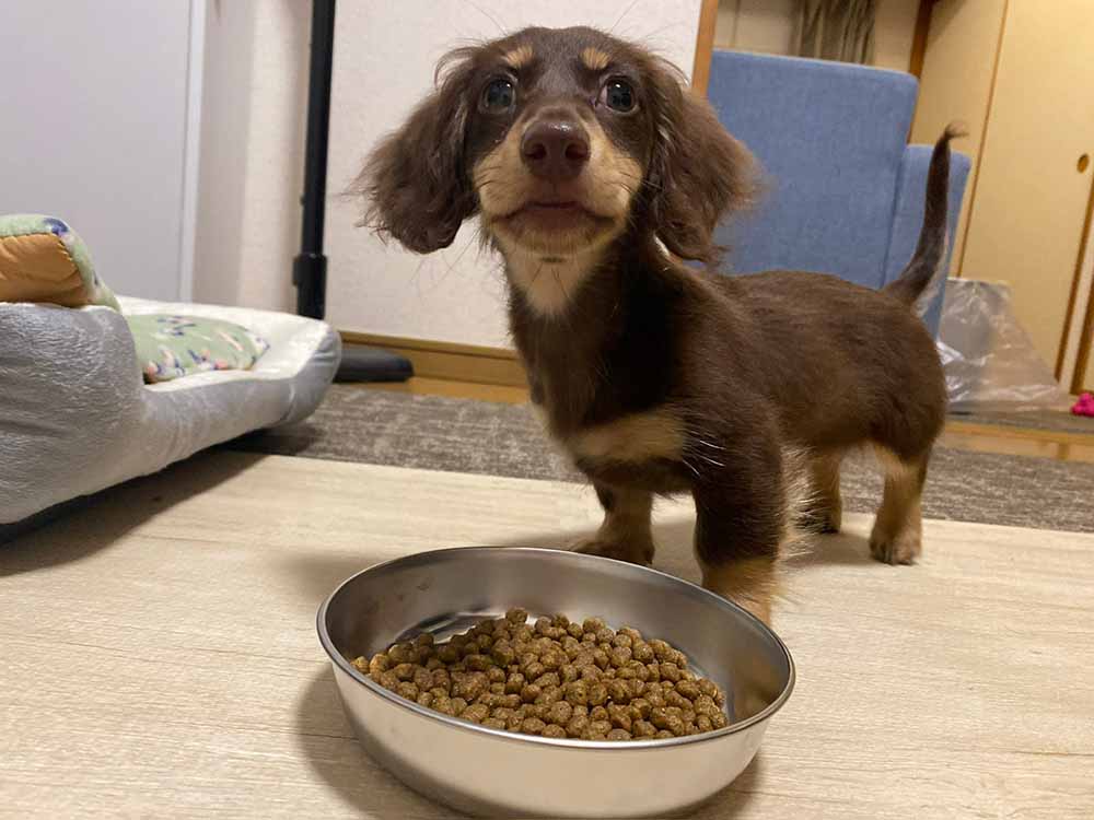 筆者である六田の愛犬、ミニチュアダックスのノアちゃんが部屋の中でご飯を食べている時の写真