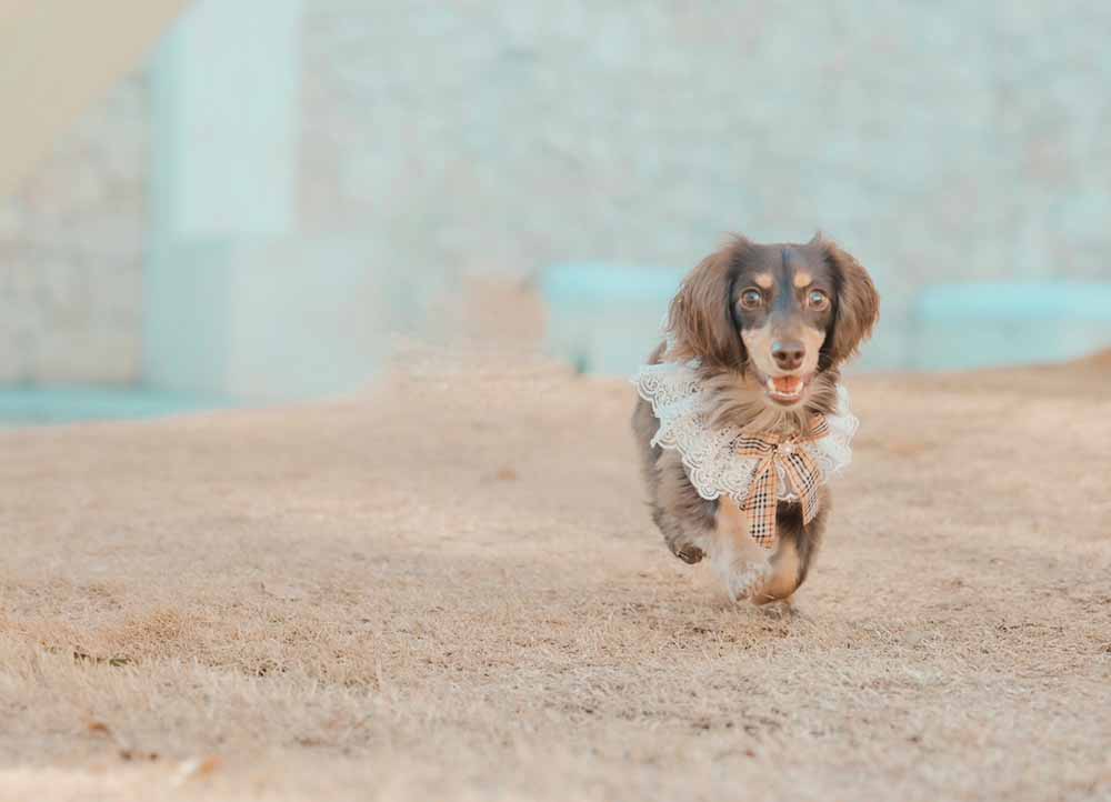 筆者である六田の愛犬、ミニチュアダックスのノアちゃんが砂の上を走り回っている時の画像