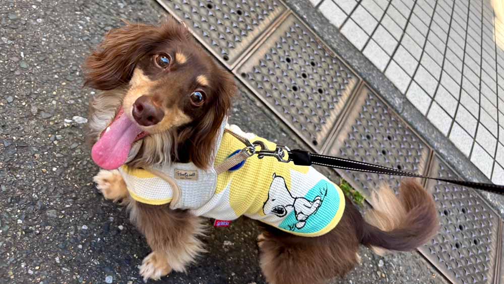 筆者である六田の愛犬、ミニチュアダックスのノアちゃんがお散歩をしている時の様子。舌をだしてこちら側を見ている画像