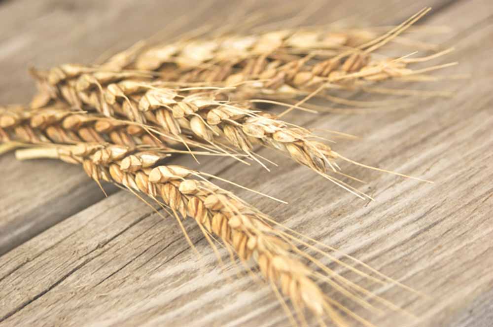 薄茶色の木のテーブル上に数本の麦の穂が重ねて置いてある画像