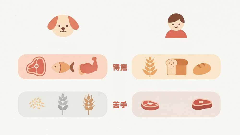 犬と人間の得意な食材と苦手な食材を一覧で表した比較表のイラスト。左は犬で得意の部分には肉、魚、筋肉が、苦手の部分には穀物のイラストが書いてある。右は人間で得意の部分には穀物、パンのイラストが、苦手の部分には肉のイラストが書いてある。