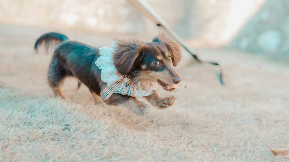 筆者である六田の愛犬、ミニチュアダックスのノアちゃんが砂の地面の上を走り回っている時の写真