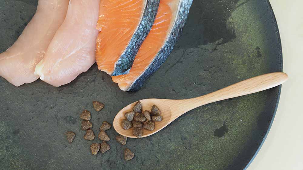 黒いお皿の上に鶏肉とサーモンの切り身が2つずつと、木のスプーンに数粒のドッグフードのキブルがのっている画像