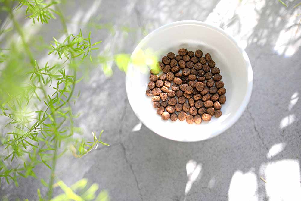 大理石のテーブルの上に白いフードボウルがあり、その中にはグランツのドッグフードが入っている。左側には観葉植物が見切れている。