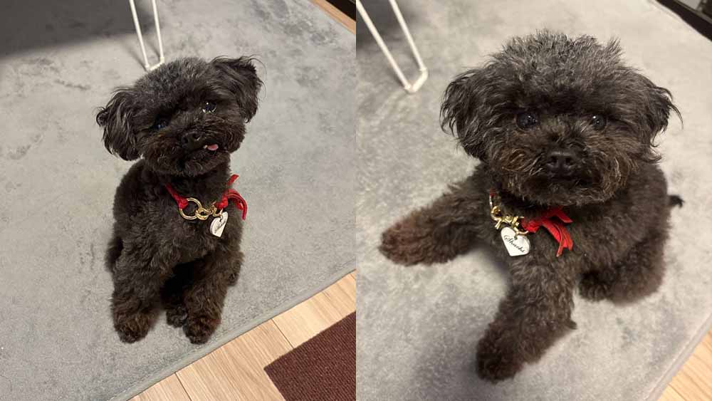 グランツのドッグフードを食べているワンちゃん。黒くてフワフワした毛並みで、名前は鯱。