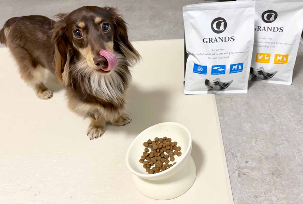 筆者である六田の愛犬、ミニチュアダックスのノアちゃんが室内でグランツのドッグフードを食べている時の写真。舌をペロリとだし口元を舐めている。