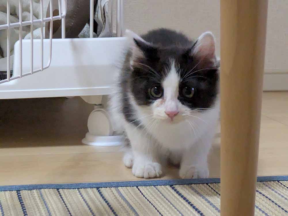 お客様の声：当社のキャットフードをご愛用中。テーブルの脚の横からひょっこりお顔を出し、じっとカメラを見つめるハチワレ猫の「さく」ちゃん