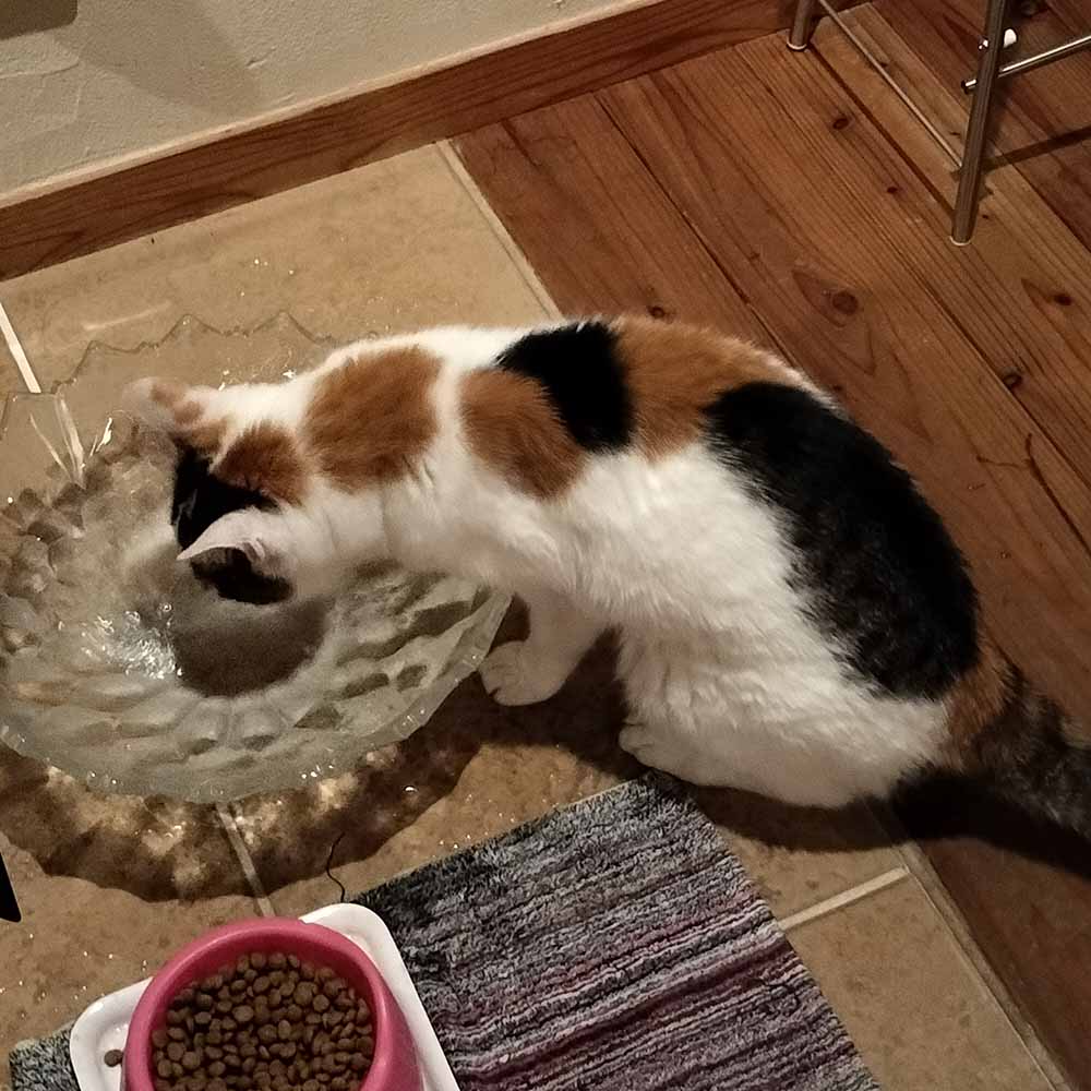 お客様の声：キャットフードの横で美味しそうにお水を飲む三毛猫のルルちゃん