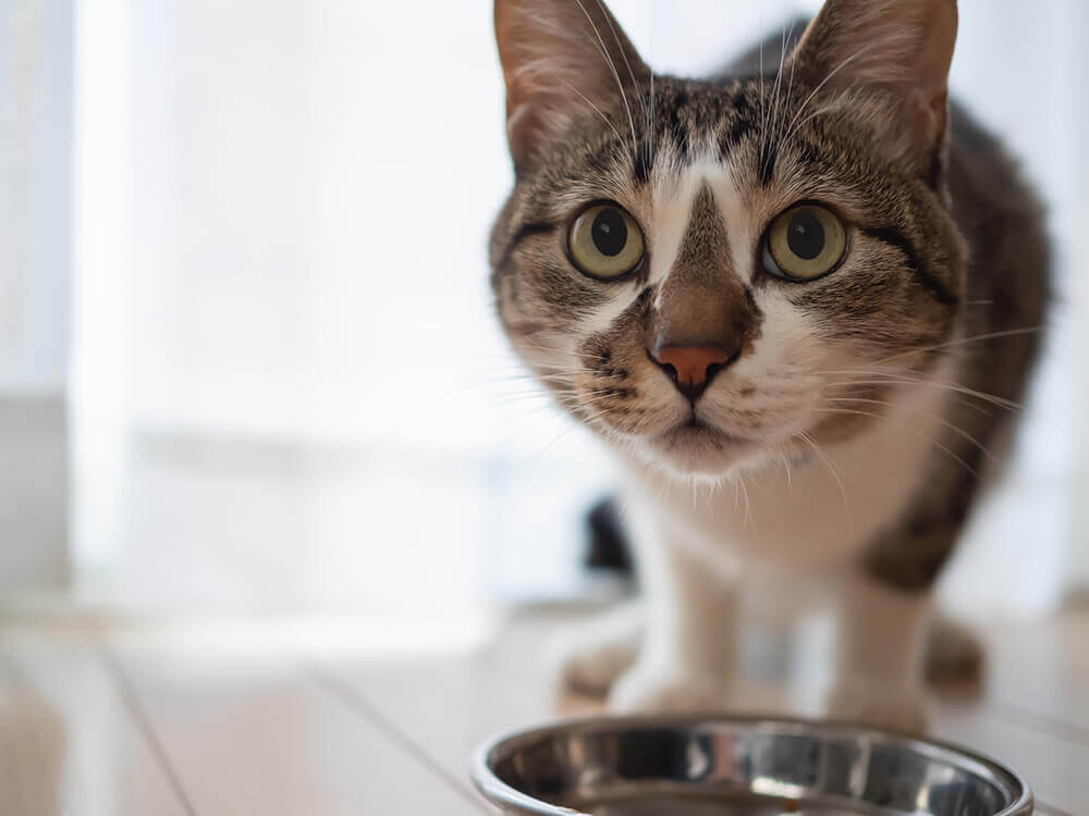 ご飯を食べている途中にカメラに顔を向けた瞬間の猫ちゃんの画像