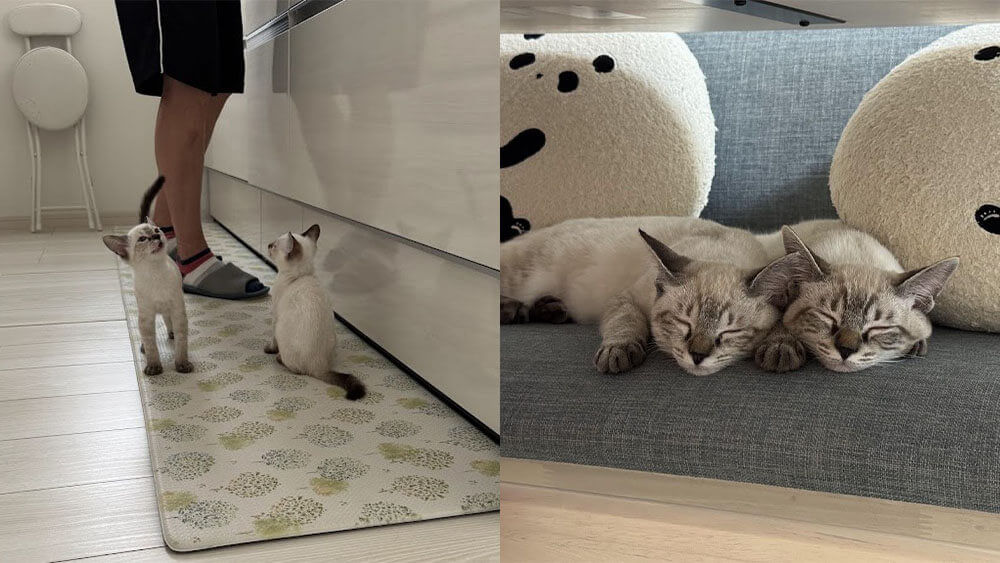 笑くんと福ちゃんがご家族様の足元でご飯の準備ができるのを待機している様子の画像と、ソファで並んでぐっすり眠っている様子の画像。