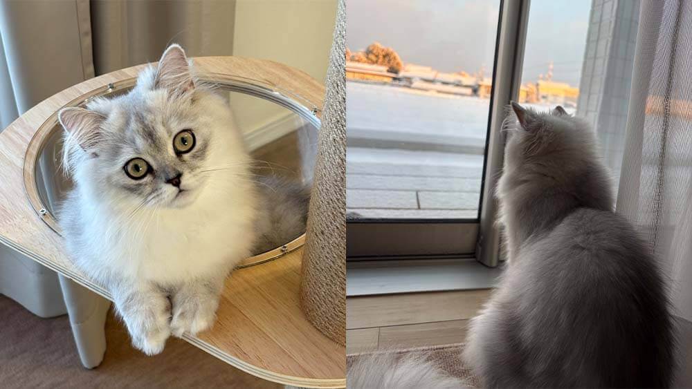 ぺるちゃんがキャットタワーの上でくつろいでいる画像と、窓の外を眺めている画像