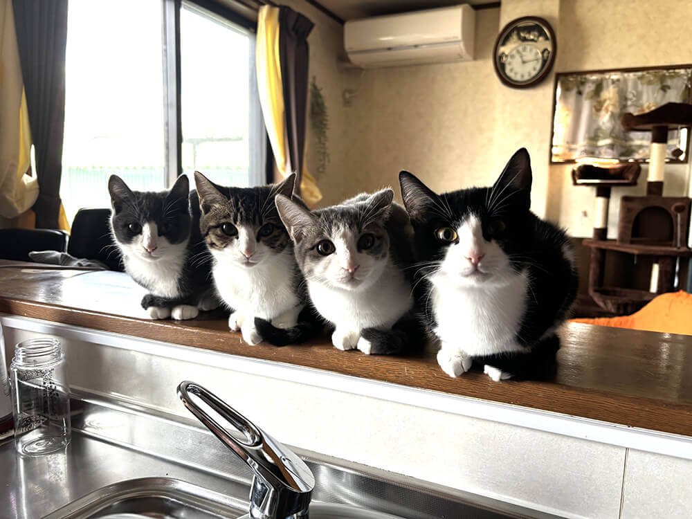 まる、すいか、かい、ぴゅーの4匹が横並びで座ってこちらを見ている様子を撮影した画像
