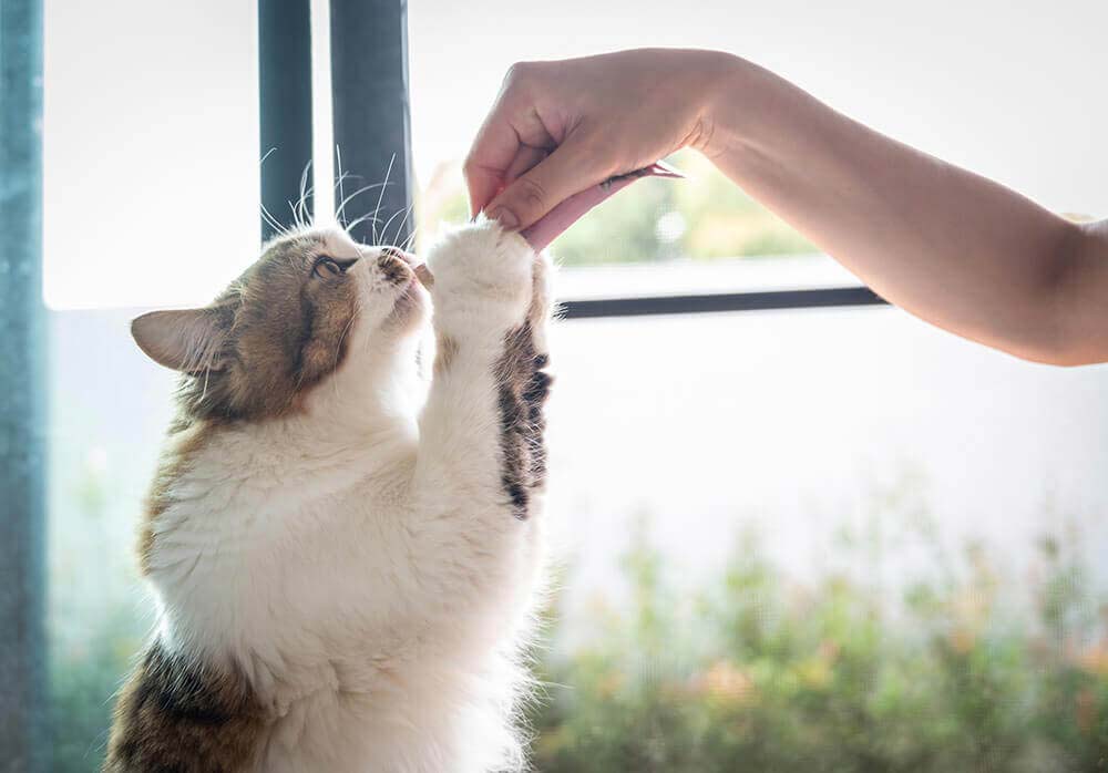 画面右側から差し出されている人間の手に、優しく両足でふれている猫ちゃんの画像