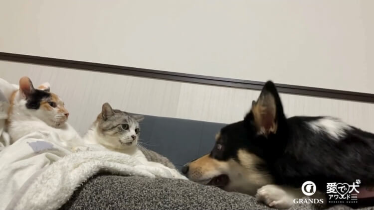 イヴ様・みー様・くー様の動画サムネイル