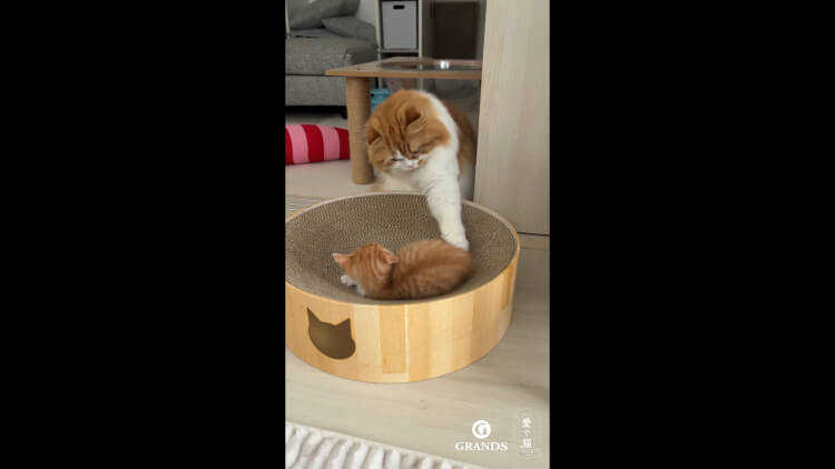 ガブ様・ジャンボ様の動画サムネイル