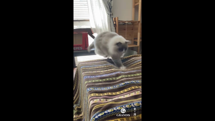 あんず様の動画サムネイル