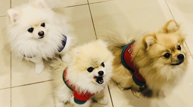 いぬらば×ねこらば