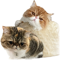 アンバサダー：ちくわとすだちのアイコン