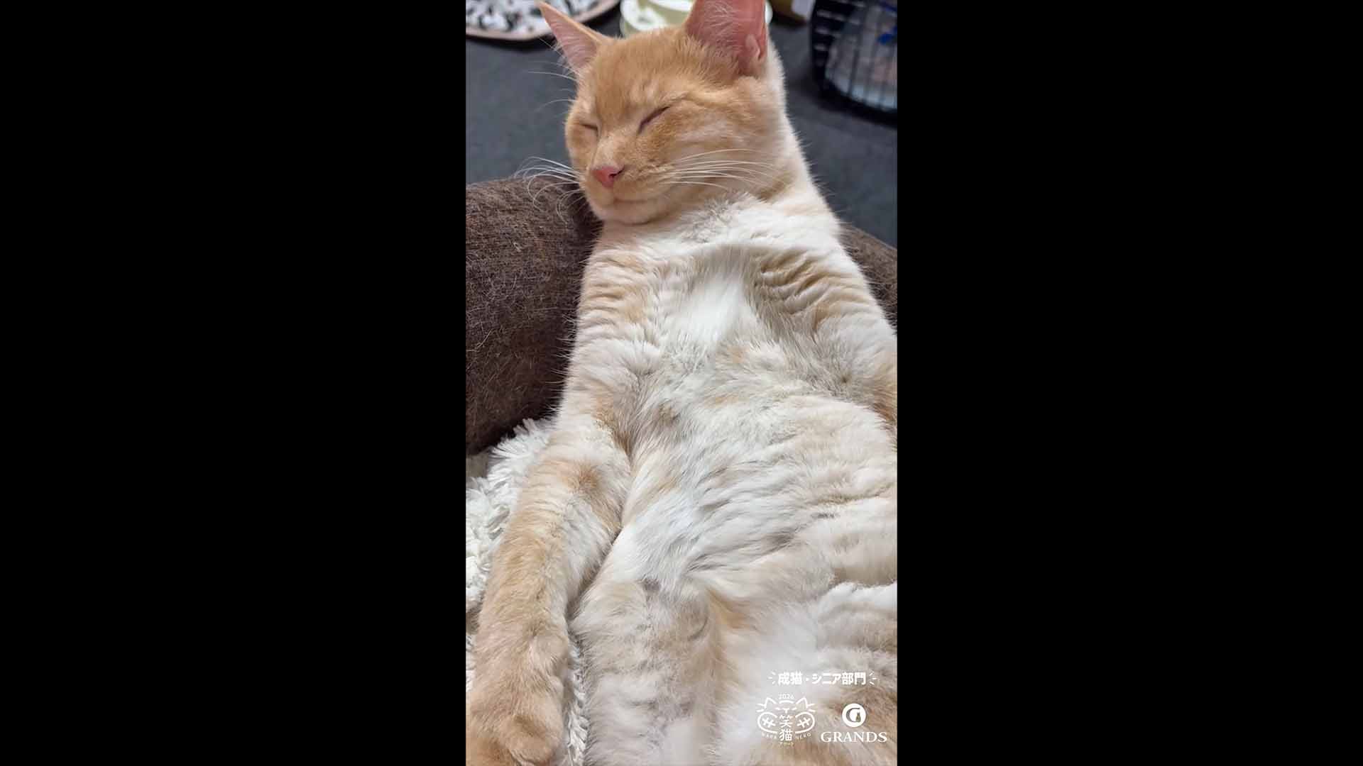 成猫・シニア部門 グランプリのセナ様の動画サムネイル