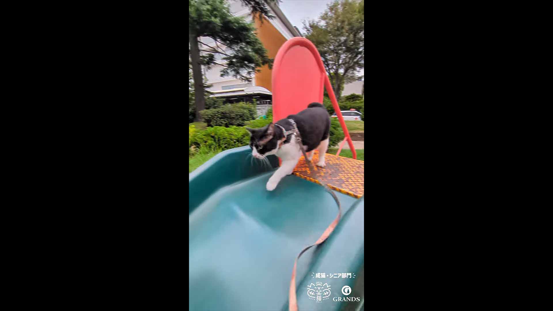 成猫・シニア部門 準グランプリのハチコ様の動画サムネイル