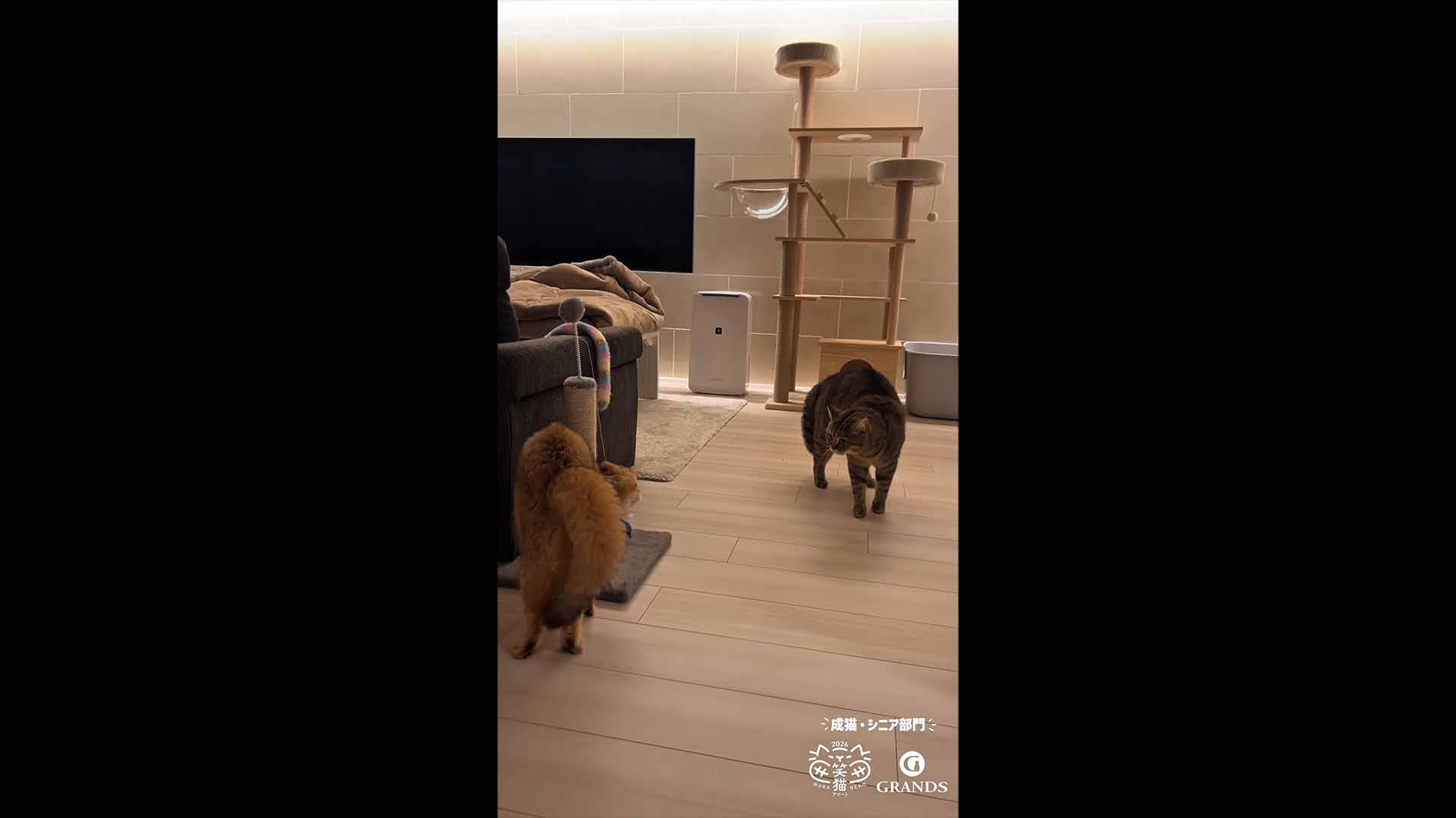 成猫・シニア部門 入賞のレオナルド様とムーン様の動画サムネイル