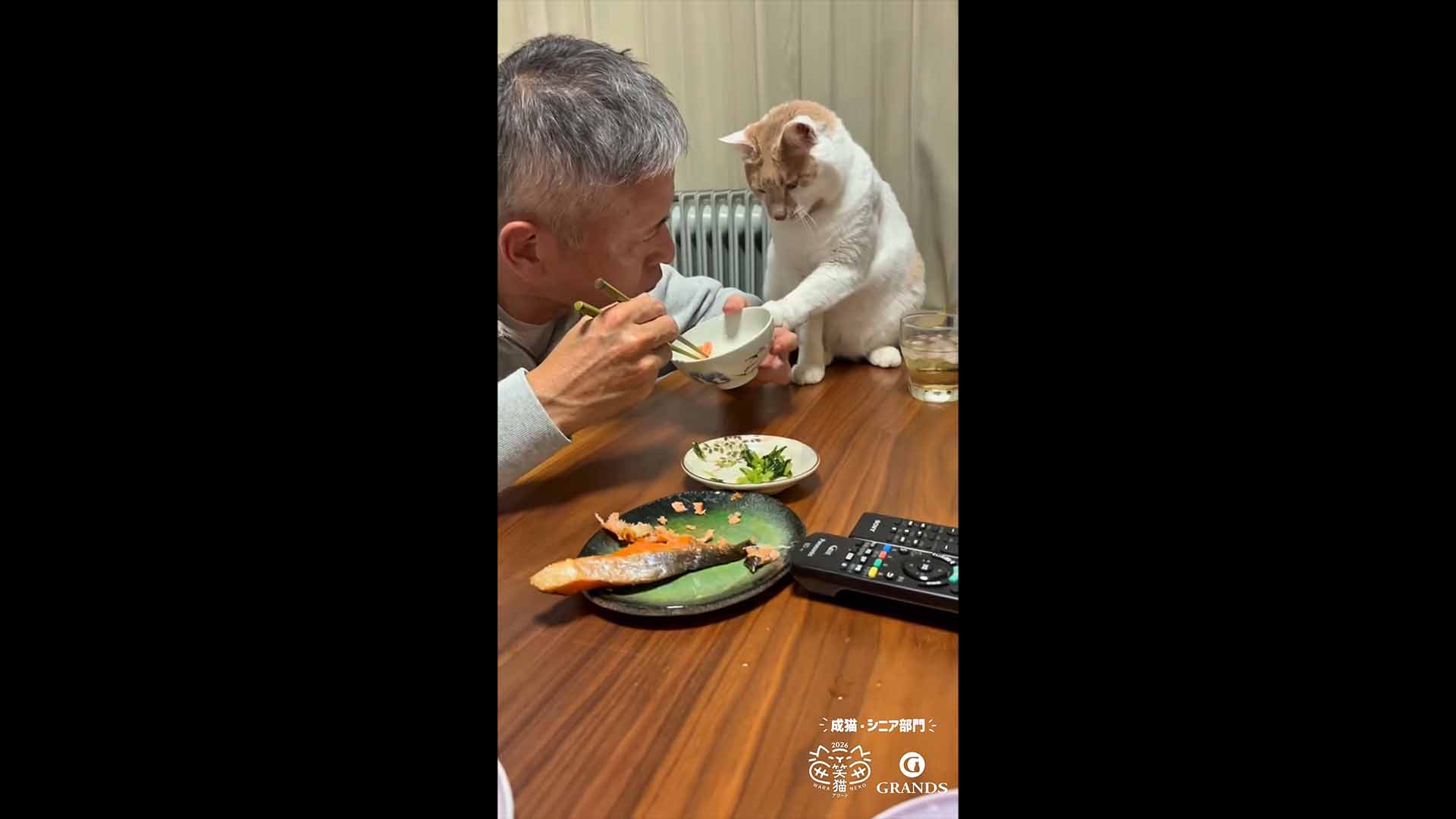 成猫・シニア部門 入賞のタロ様の動画サムネイル