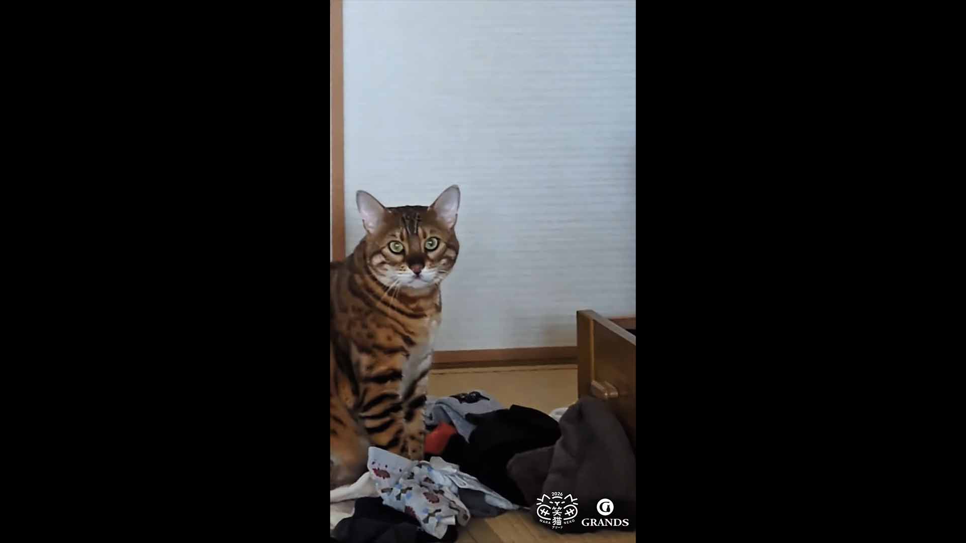 成猫・シニア部門 入賞のわか様の動画サムネイル