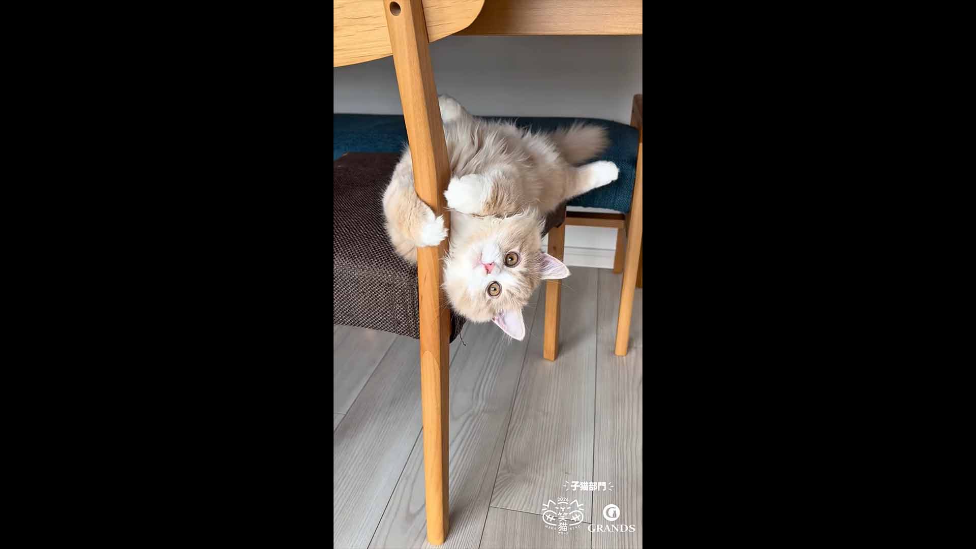 子猫部門 準グランプリのおから様の動画サムネイル