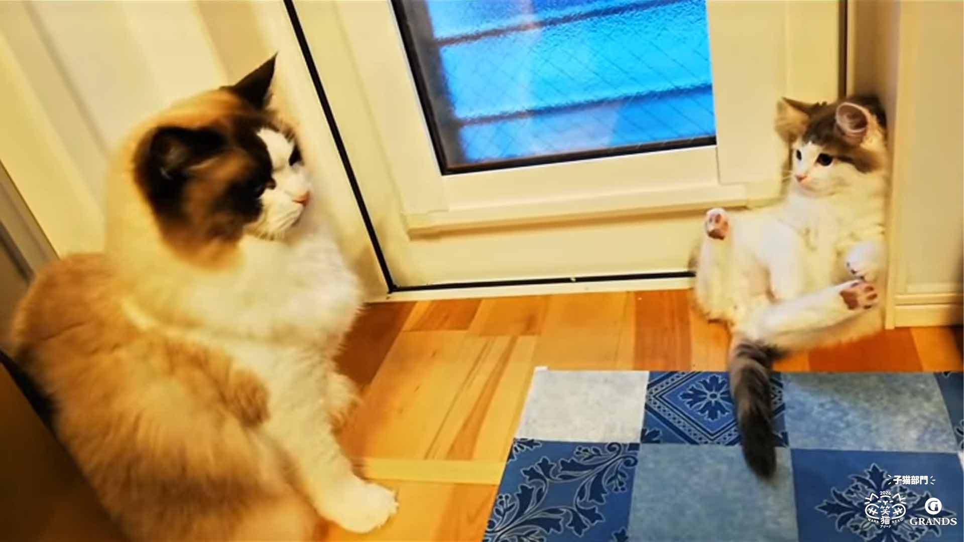 子猫部門 準グランプリのロロ様とルル様の動画サムネイル