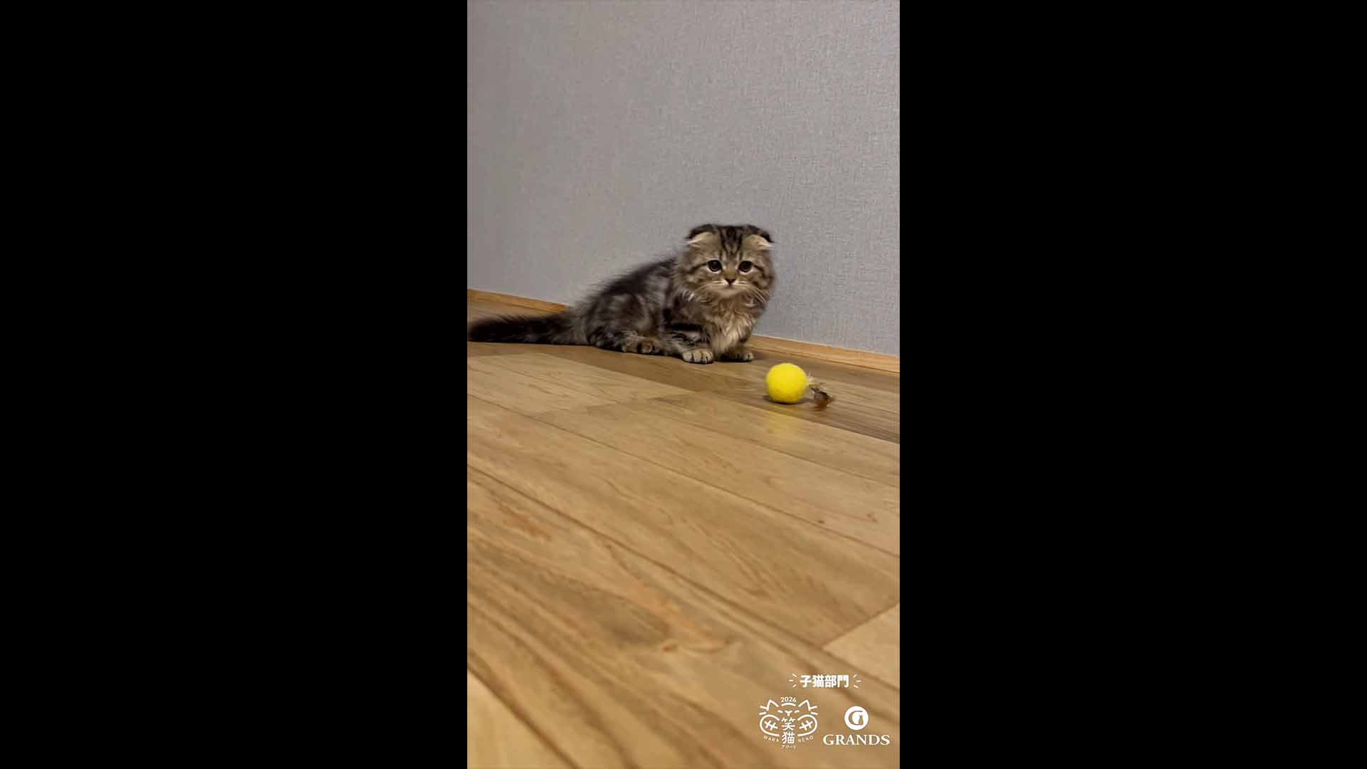 子猫部門 入賞のめろ様の動画サムネイル