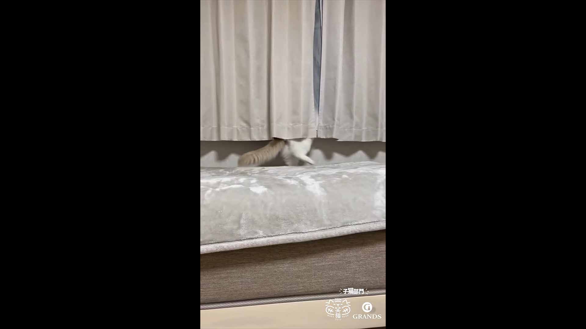 子猫部門 入賞のルノ様の動画サムネイル