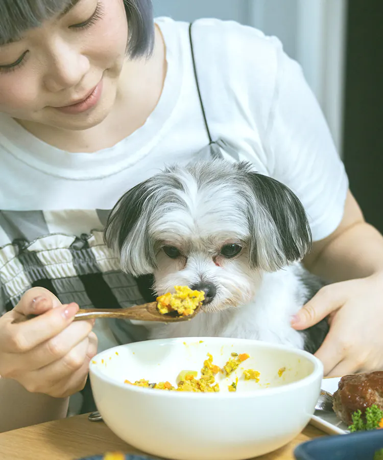愛犬の食事を手伝う家族