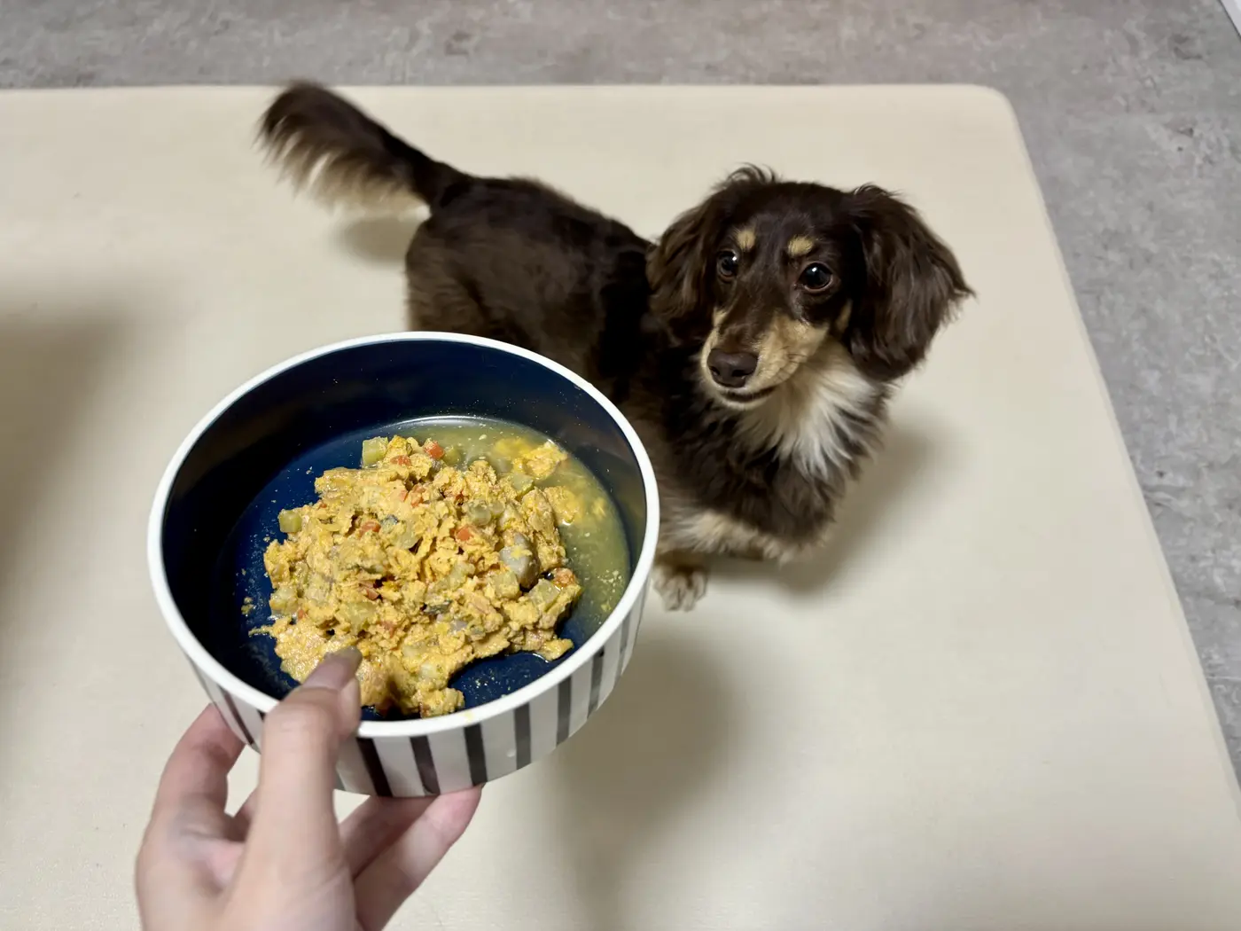 器に盛り付けたPetonを待つ愛犬
