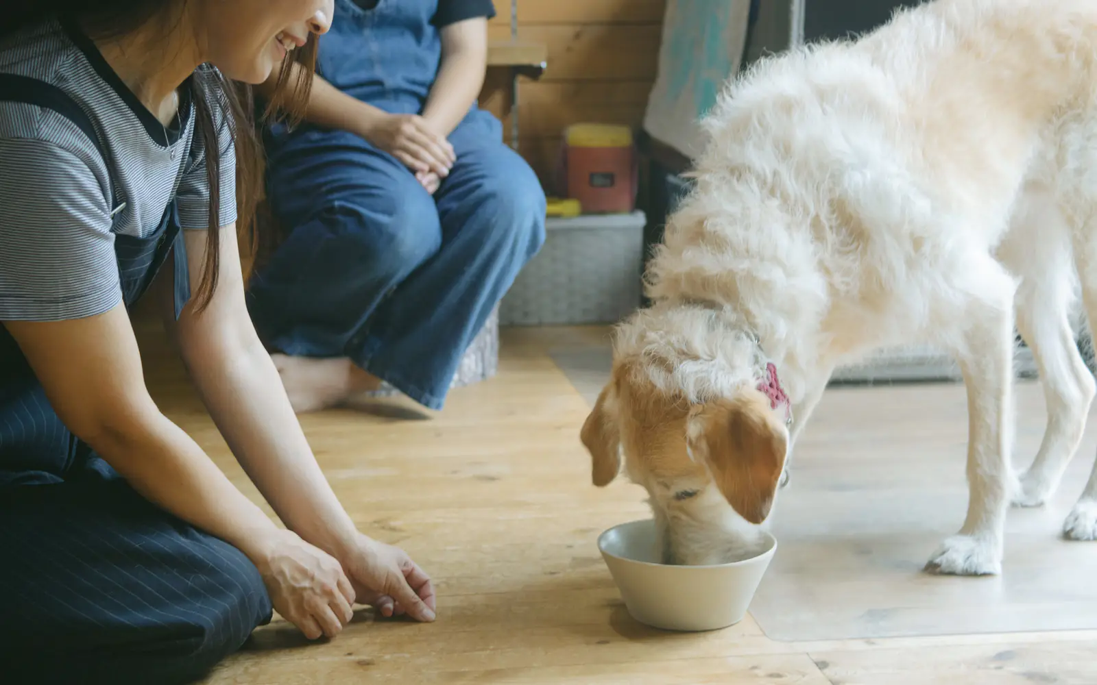 家族に見守られながらごはんを楽しむ愛犬