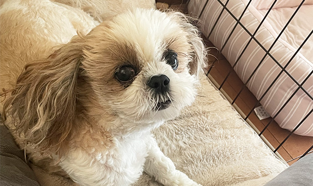 きなこちゃんのの写真