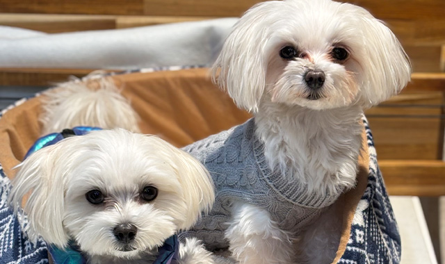 マシュちゃんの写真