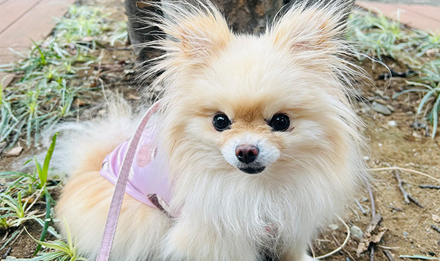 ピノちゃんの写真