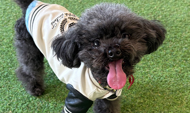 鯱ちゃんの写真