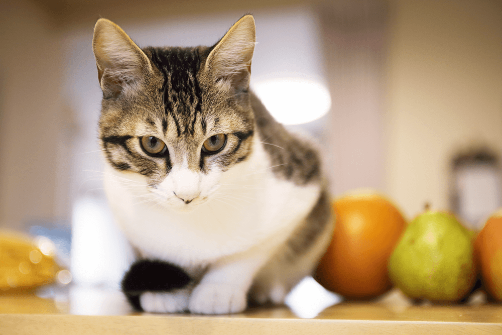 座っている猫ちゃん