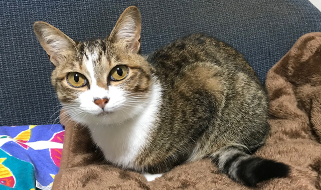 みかん