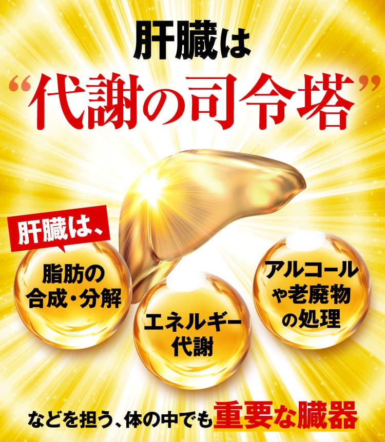 代謝の司令塔