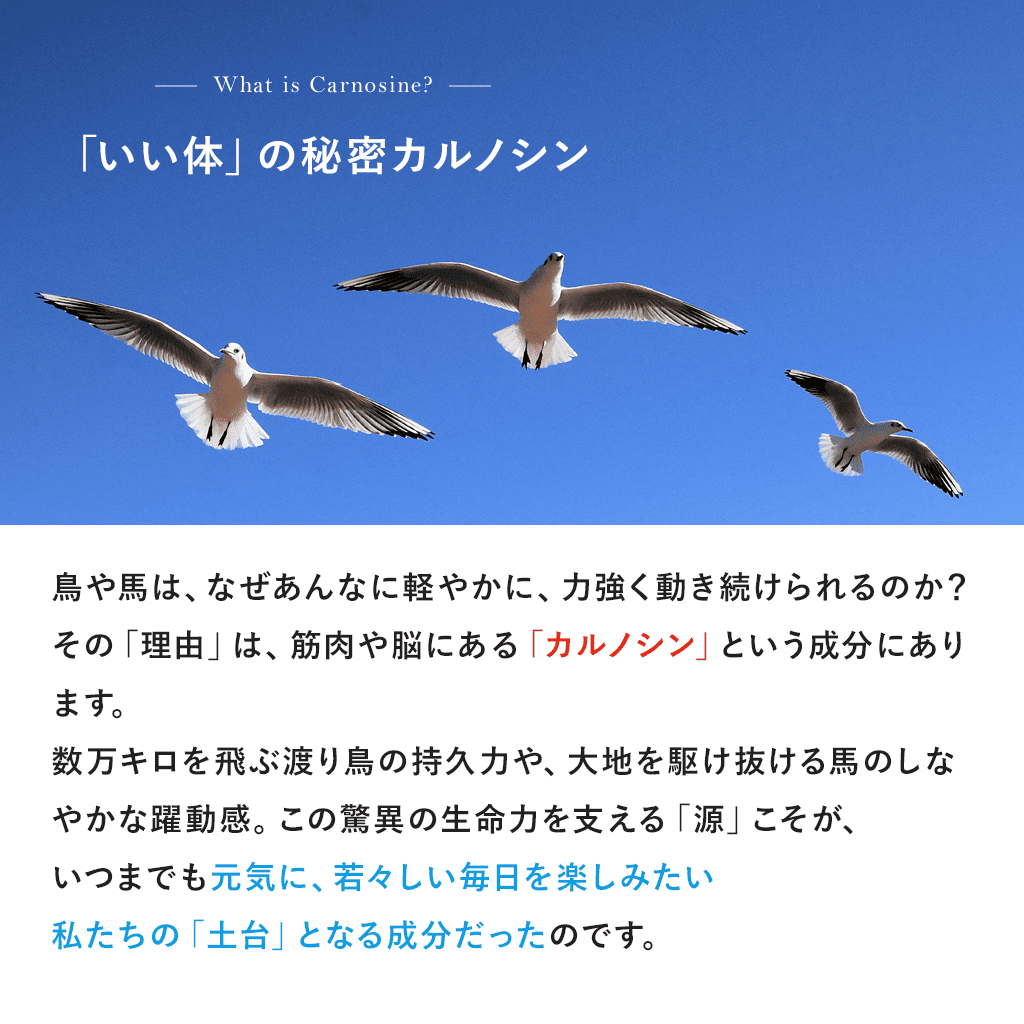 【一括割引】Fremore（30粒）